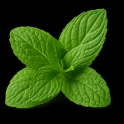 NATURAL MINT EXTRACTS